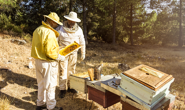 Beekeepers Have A Responsibility To Advocate For Native Pollinators
